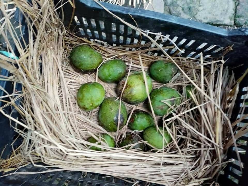 রাজশাহী থেকে সংগ্রহ করা আম সংরক্ষণ করবেন কিভাবে? 1 am cret