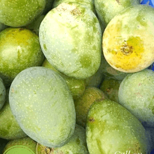 gopalvog গোপালভোগ আম - ১০কেজি - Image 1
