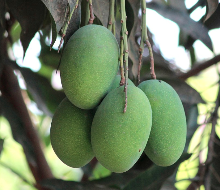am-rupali রুপালি আম (আম্রপালি) - ১০কেজি - Image 1