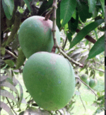 ক্ষীরশাপাত আম (হিমসাগর) - ১০ কেজি
