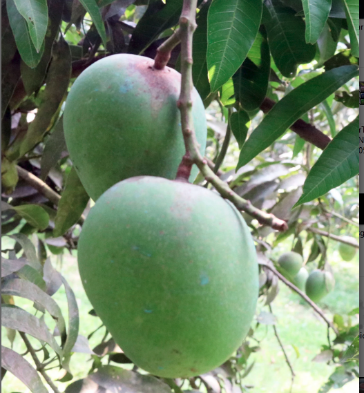 khirsapat ক্ষীরশাপাত আম (হিমসাগর) - ১০ কেজি - Image 1