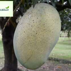 ফজলি আম - ১০কেজি