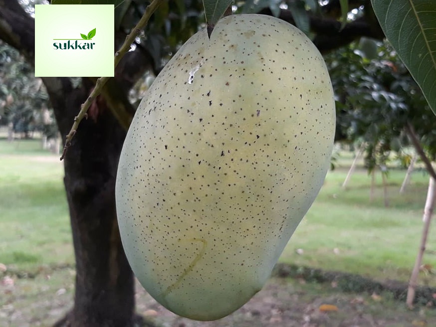 fozli ফজলি আম - ১০কেজি - Image 1