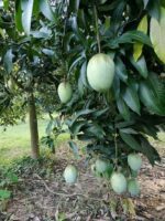 ল্যাংড়া আম - ১০কেজি - Image 2