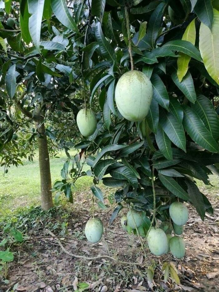 ল্যাংড়া আম - ১০কেজি - Image 2