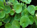 থানকুনি পাতার গুড়া - ১০০গ্রাম - Image 2